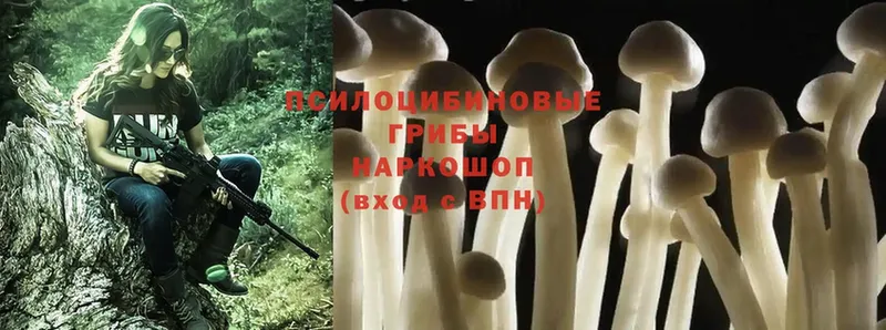 блэк спрут зеркало  Жуков  Галлюциногенные грибы Psilocybe 